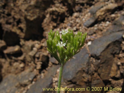 Фотография Lastarriaea chilensis (). Щелкните, чтобы увеличить вырез.