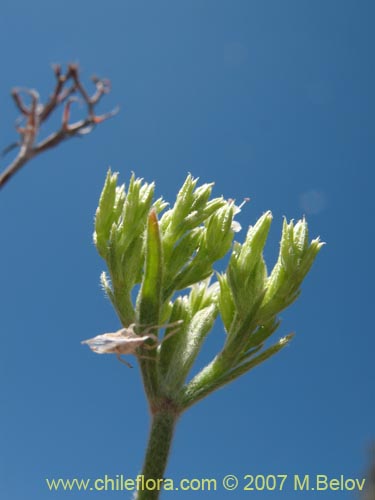 Lastarriaea chilensis의 사진