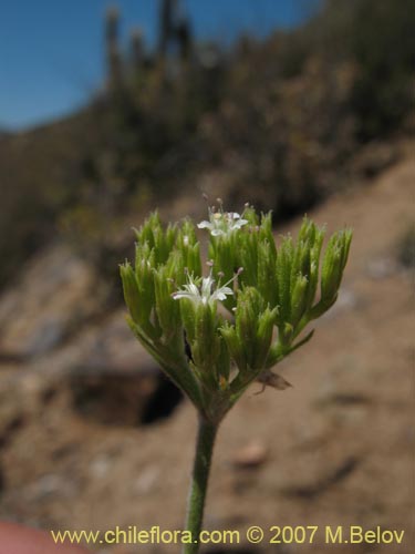 Lastarriaea chilensis의 사진