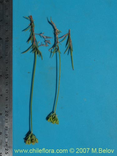 Image of Lastarriaea chilensis (). Click to enlarge parts of image.