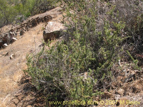 Image of Berberis glomerata (). Click to enlarge parts of image.