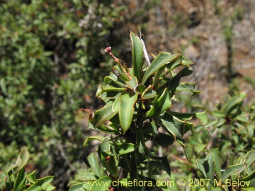 Image of Berberis glomerata (). Click to enlarge parts of image.