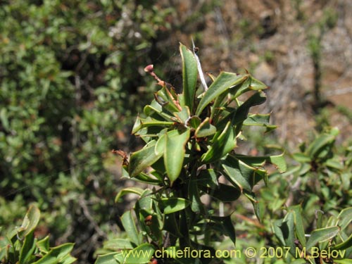 Imágen de Berberis glomerata (). Haga un clic para aumentar parte de imágen.