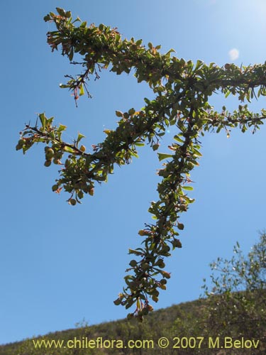 Bild von Berberis glomerata (). Klicken Sie, um den Ausschnitt zu vergrössern.