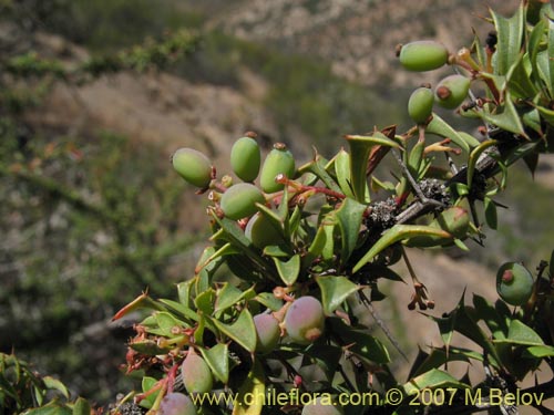 Imágen de Berberis glomerata (). Haga un clic para aumentar parte de imágen.