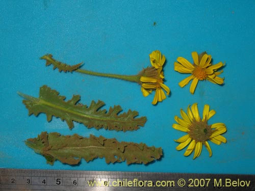 Senecio sp. #1743의 사진