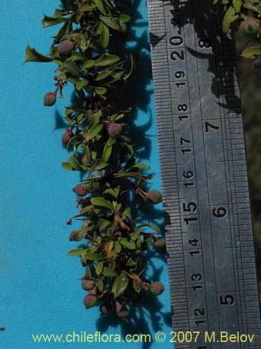 Image of Berberis glomerata (). Click to enlarge parts of image.