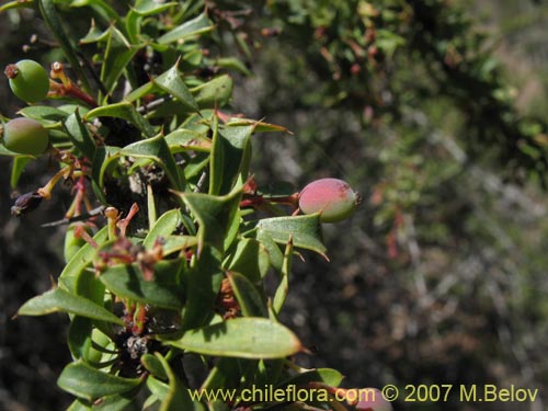 Berberis glomerataの写真