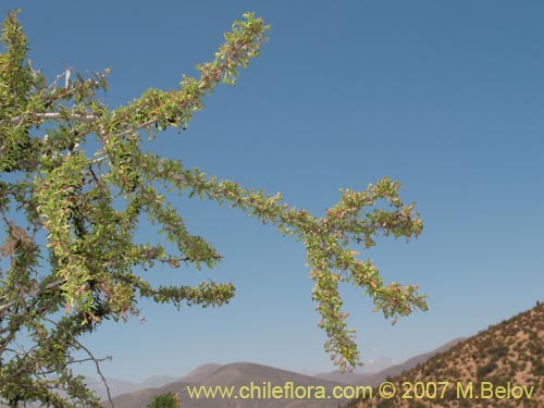 Imágen de Berberis glomerata (). Haga un clic para aumentar parte de imágen.