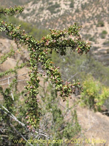 Berberis glomerataの写真