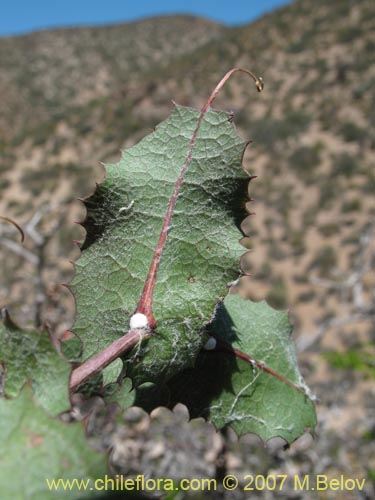 Фотография Mutisia cana (Clavel del Campo). Щелкните, чтобы увеличить вырез.