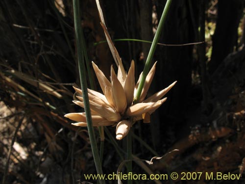 未確認の植物種 sp. #1395の写真