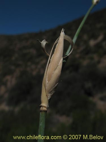 Imágen de Planta no identificada sp. #1395 (). Haga un clic para aumentar parte de imágen.