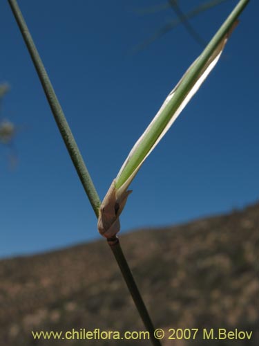 Imágen de Planta no identificada sp. #1395 (). Haga un clic para aumentar parte de imágen.