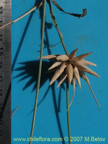 Image of Unidentified Plant sp. #1395 (). Click to enlarge parts of image.