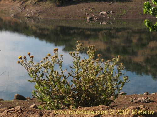 Senecio sp. #1743の写真