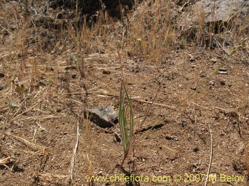 Imágen de Plantago sp. #1210 (). Haga un clic para aumentar parte de imágen.