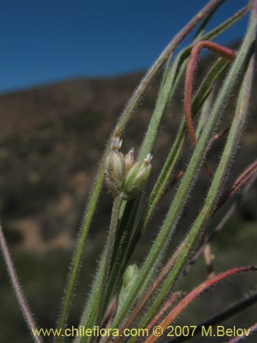 Imágen de Plantago sp. #1210 (). Haga un clic para aumentar parte de imágen.