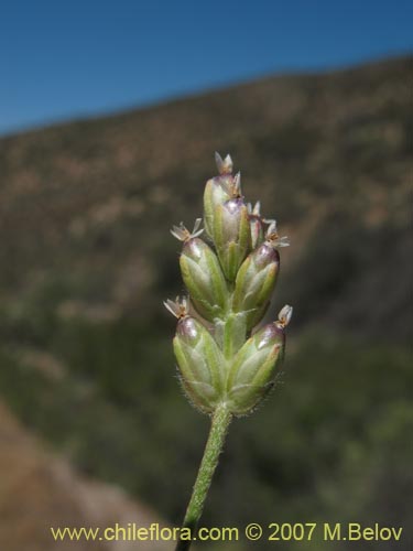 Image of Plantago sp.   #1210 (). Click to enlarge parts of image.