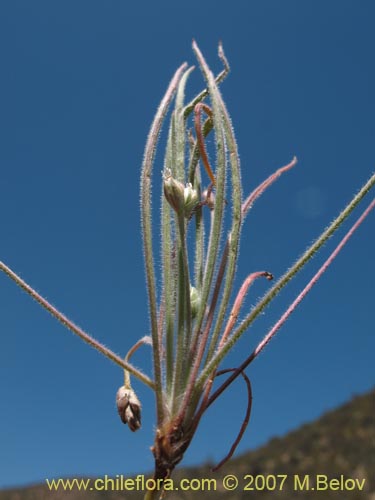 Imágen de Plantago sp. #1210 (). Haga un clic para aumentar parte de imágen.