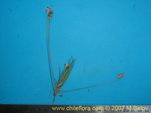Image of Plantago sp.   #1210 (). Click to enlarge parts of image.