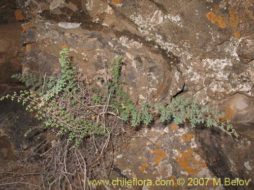 Imágen de Pellaea ternifolia (). Haga un clic para aumentar parte de imágen.