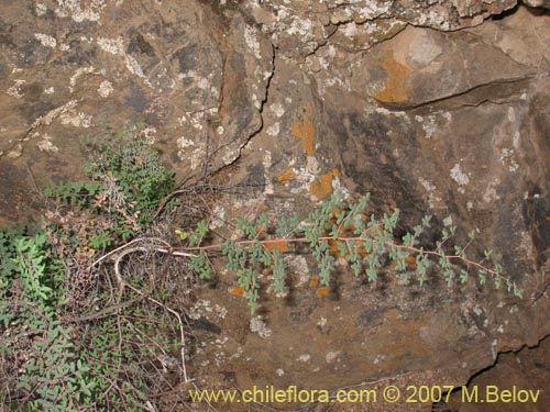 Imágen de Pellaea ternifolia (). Haga un clic para aumentar parte de imágen.