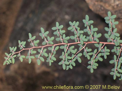 Фотография Pellaea ternifolia (). Щелкните, чтобы увеличить вырез.