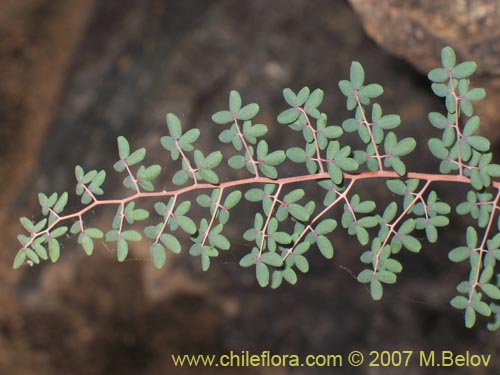 Imágen de Pellaea ternifolia (). Haga un clic para aumentar parte de imágen.