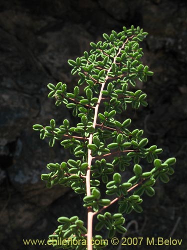 Фотография Pellaea ternifolia (). Щелкните, чтобы увеличить вырез.