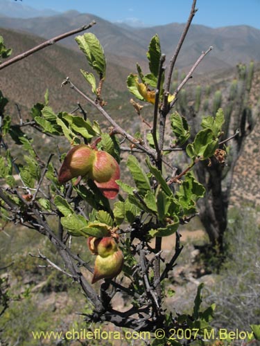 Imágen de Bridgesia incisifolia (Rumpiato). Haga un clic para aumentar parte de imágen.