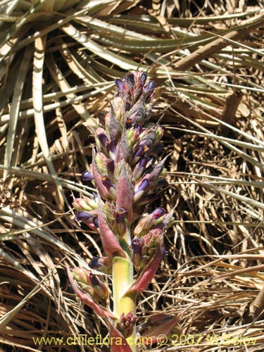 Bild von Puya coerulea (). Klicken Sie, um den Ausschnitt zu vergrössern.