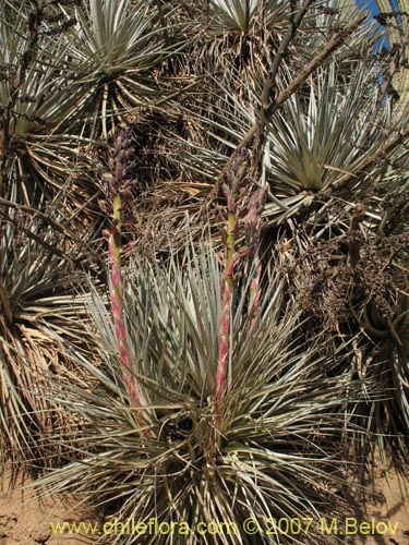 Bild von Puya coerulea (). Klicken Sie, um den Ausschnitt zu vergrössern.