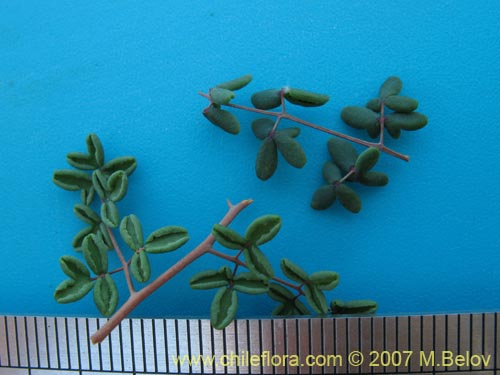 Pellaea ternifoliaの写真