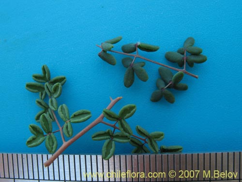 Image of Pellaea ternifolia (). Click to enlarge parts of image.