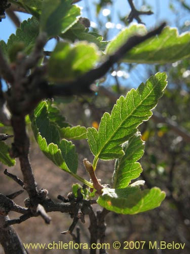Фотография Bridgesia incisifolia (Rumpiato). Щелкните, чтобы увеличить вырез.