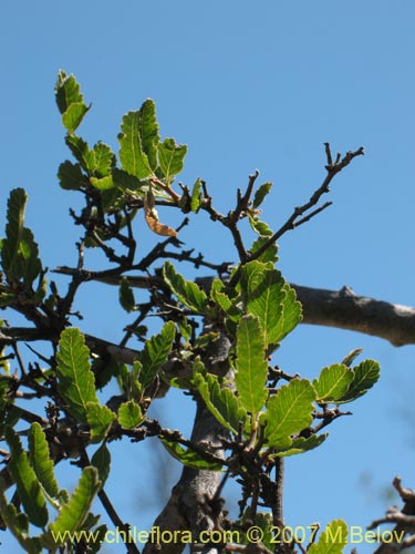 Imágen de Bridgesia incisifolia (Rumpiato). Haga un clic para aumentar parte de imágen.