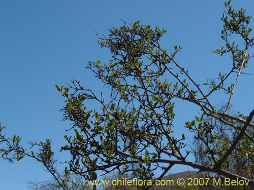 Imágen de Bridgesia incisifolia (Rumpiato). Haga un clic para aumentar parte de imágen.