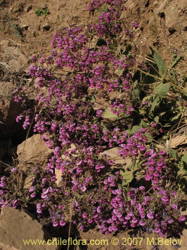 Calceolaria purpurea의 사진