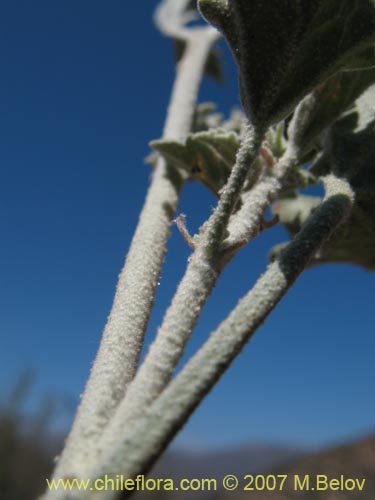 Bild von Cristaria sp. #3050 (). Klicken Sie, um den Ausschnitt zu vergrössern.