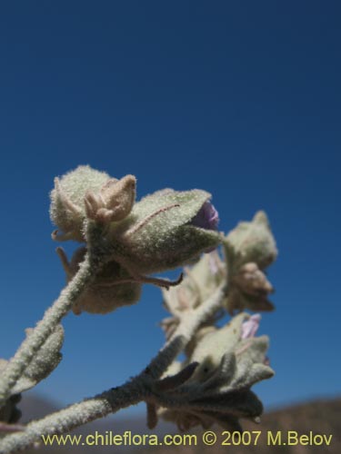 Bild von Cristaria sp. #3050 (). Klicken Sie, um den Ausschnitt zu vergrössern.