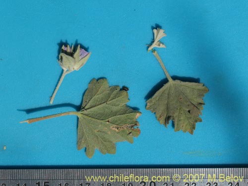 Image of Cristaria sp. #3050 (). Click to enlarge parts of image.