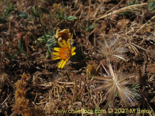 Image of Chaetanthera linearis (). Click to enlarge parts of image.