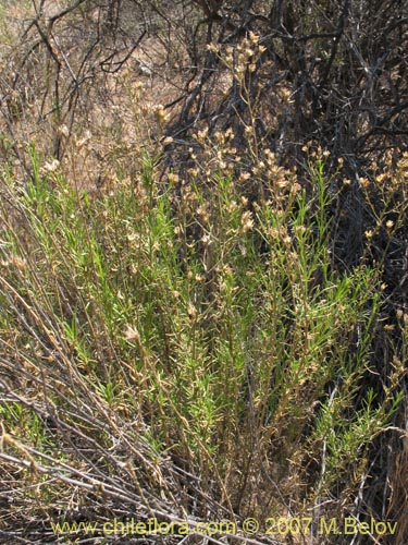 Image of Gutierrezia resinosa (Pichanilla). Click to enlarge parts of image.