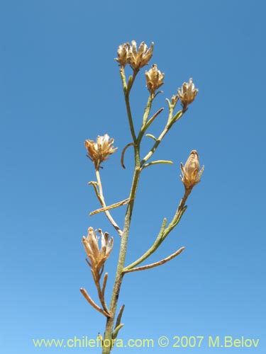 Bild von Gutierrezia resinosa (Pichanilla). Klicken Sie, um den Ausschnitt zu vergrössern.
