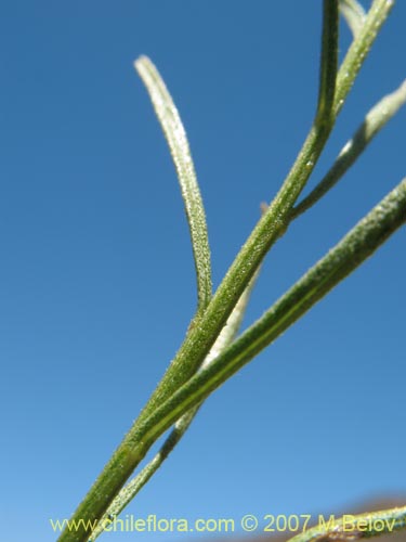 Bild von Gutierrezia resinosa (Pichanilla). Klicken Sie, um den Ausschnitt zu vergrössern.