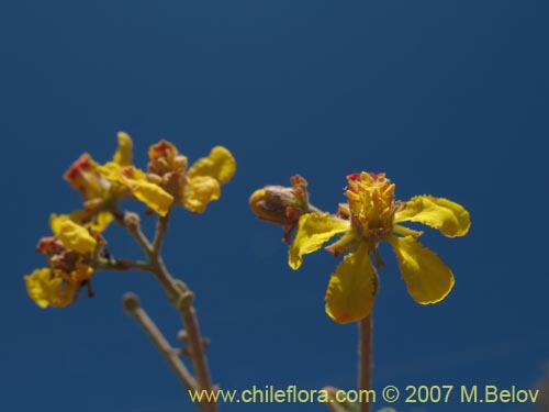 Bild von Dinemagonum gayanum (). Klicken Sie, um den Ausschnitt zu vergrössern.