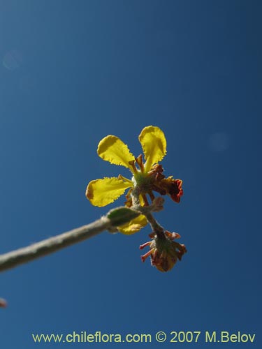 Imágen de Dinemagonum gayanum (). Haga un clic para aumentar parte de imágen.