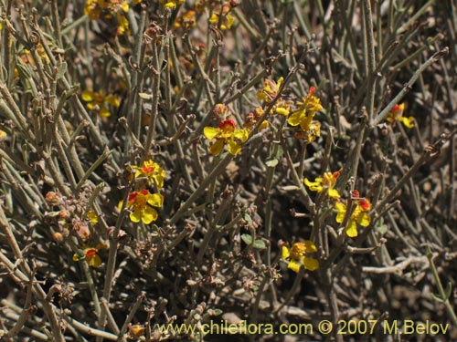 Imágen de Dinemagonum gayanum (). Haga un clic para aumentar parte de imágen.