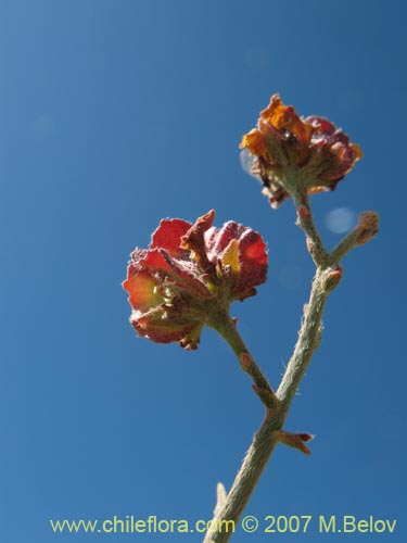 Bild von Dinemagonum gayanum (). Klicken Sie, um den Ausschnitt zu vergrössern.